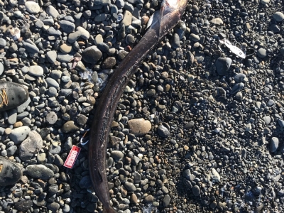 なんの魚だかわかります？