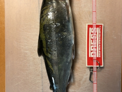 サクラマス