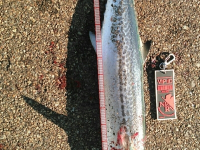 港で、ルアー釣りしていたら、釣れたよ。