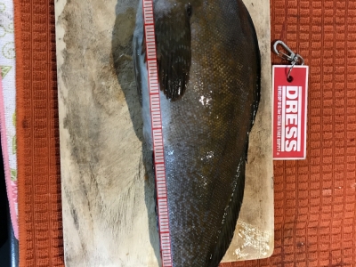 魚