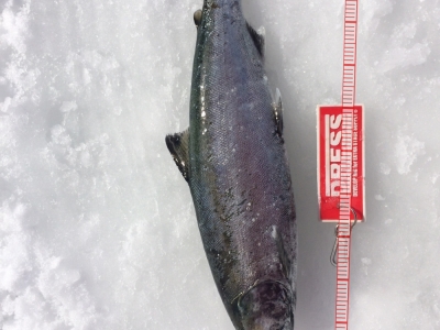 サクラマス