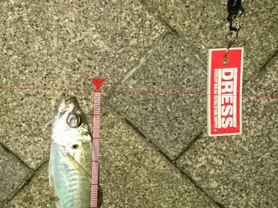 久しぶりのアジ
