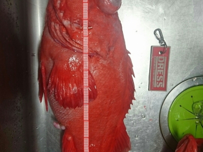アコウ