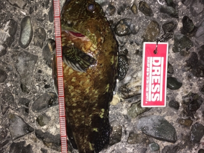 アコウ釣りで