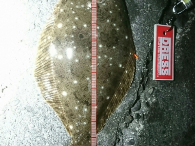 メバル釣りのはずが‼