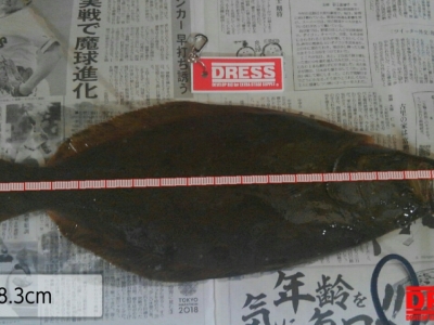平目