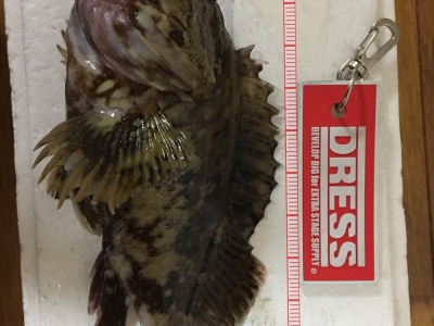 カサゴが釣れた