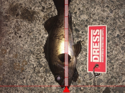 メバル釣れました
