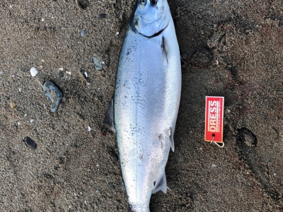サクラマス