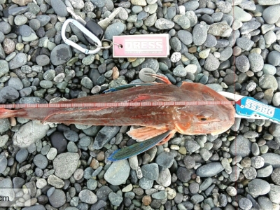 西湘サーフ