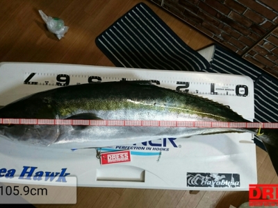 ブリ