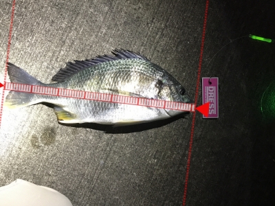 太刀魚釣りなのに