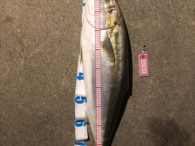 やっと釣れた