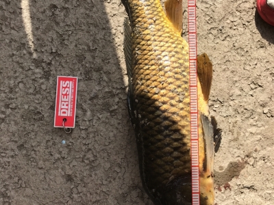 今月2匹目