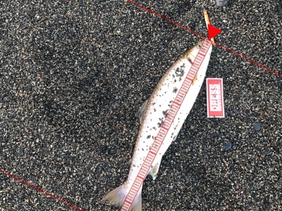 海アメマス