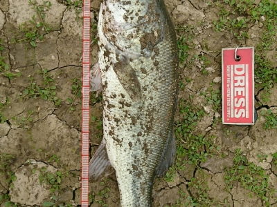 溜池