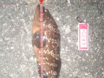 チヌアタリ遠のく(泣)