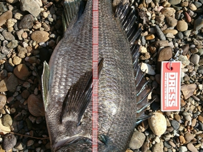 シーバス釣りでした