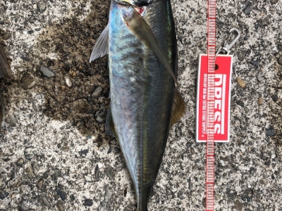 あじ