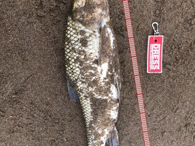 連チャンニゴイ