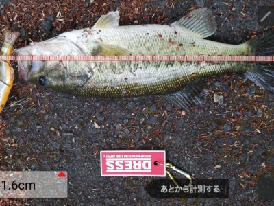 チビタレル