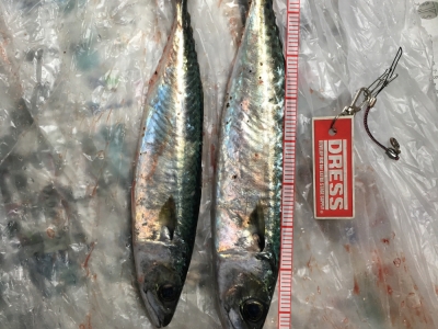 これしか釣れない