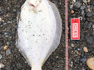 久々の大物