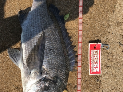 真昼間に釣れました