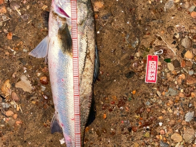 seabass