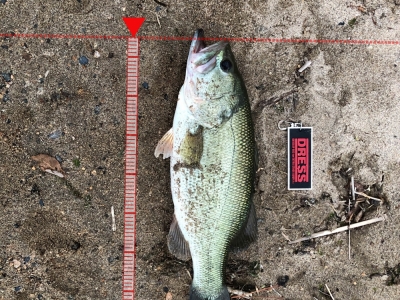 琵琶湖東岸　ヘビキャロ