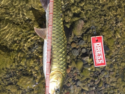 小魚