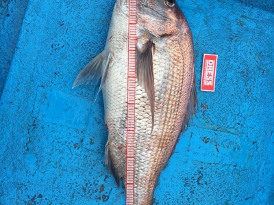 5、7キロ大鯛
