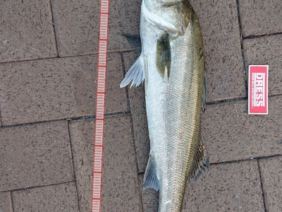 久々の釣果