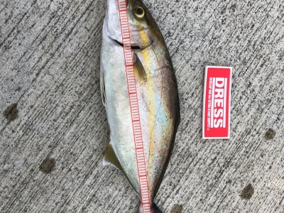 朝間づめ