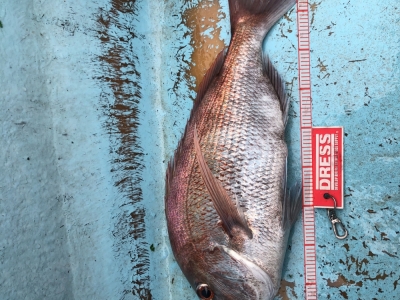 タイラバで鯛
