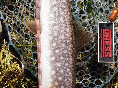 アメマス