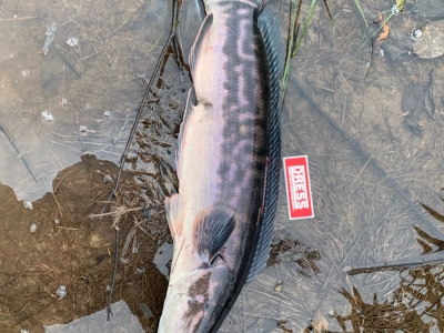 Giant snakehead