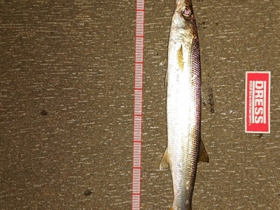 釣れました。