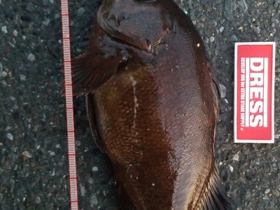 なんとか釣れた