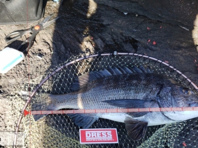 磯釣り