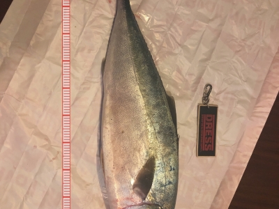 青物