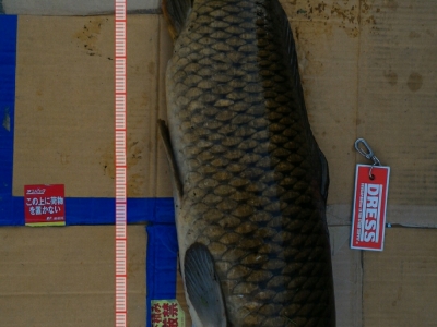 菊池川某所 75.2cm