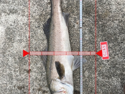 魚