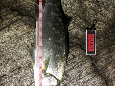 サイズの割体高あり