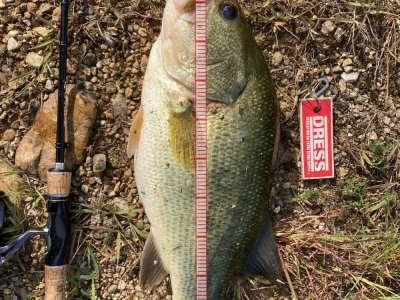 カバースキャット