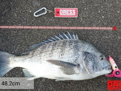 矢作川クロダイポコ活