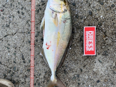 ネリゴんの湧く季節