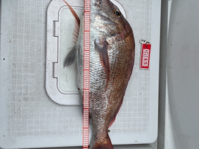 まぐれ自作ヒラヒラ