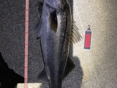 武庫川シーバス