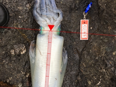 中紀ヤエンアオリイカ2.4Kg